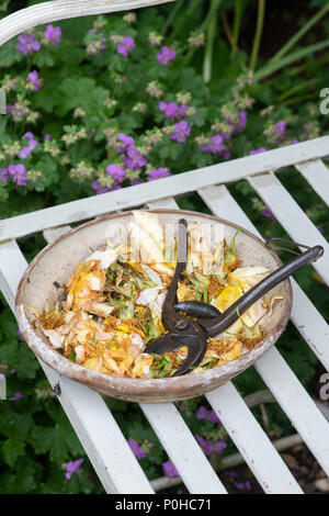 Deadheaded Rosa ‘Maigold’ flowers with vintage secateurs in a bowl on a garden bench. UK Stock Photo