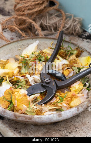 Deadheaded Rosa ‘Maigold’ flowers with vintage secateurs in a bowl on a garden bench. UK Stock Photo