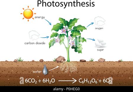 Photosynthesis explanation science diagram  illustration Stock Vector