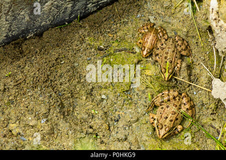 Pelophylax perezi, Perez's frog also known as Iberian water frog, Iberian green frog, Coruna frog Stock Photo