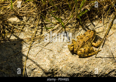 Pelophylax perezi, Perez's frog also known as Iberian water frog, Iberian green frog, Coruna frog Stock Photo