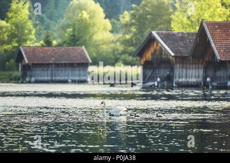 Mother swan with newborn cygnets on Lake Kochelsee against boathouses - Bavaria, Germany Stock Photo