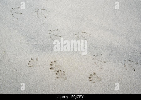 Eurasian otter / European otter (Lutra lutra) and seagull footprints in wet sea sand on beach in coastal Scotland, UK Stock Photo