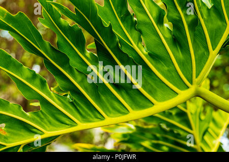 Detail of intricate Philodendron leaf; Araceae; plant; south central Florida; USA Stock Photo