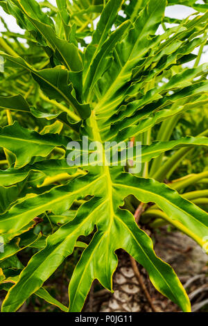 Detail of intricate Philodendron leaf; Araceae; plant; south central Florida; USA Stock Photo