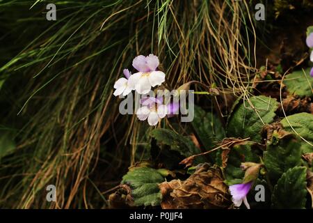 Flowers of rare and endemic poikilohydric  plant Haberlea rhodopensis Stock Photo
