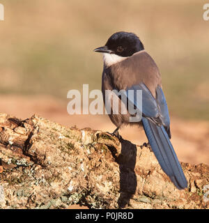 Iberian (Azure-winged) Magpie (Cyanopica cooki), early morning light, Sierra Morena, Andalucia, Spain.