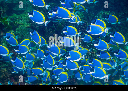 Powder blue surgeonfish or tang [Acanthurus leucosternon] school swimming over coral reef.  Andaman Sea,  Thailand. Stock Photo