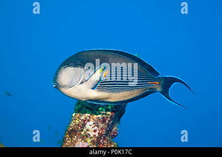 Sohal surgeonfish [Acanthurus sohal].  Fiercely territorial.  Red Sea and Arabian Sea endemic.  Egypt, Red Stock Photo