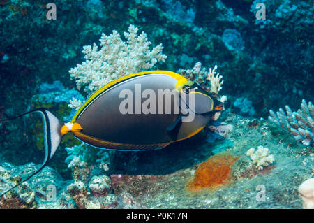 Orangespine surgeonfish [Naso elegans].  Egypt, Red Sea. Stock Photo