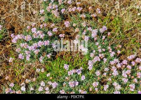 CULBIN BEACH MORAY SCOTLAND  MASSES OF PINK SEA THRIFT FLOWERS ON SHORELINE Stock Photo