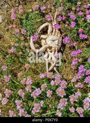 CULBIN BEACH MORAY SCOTLAND TUFT OF PINK SEA THRIFT FLOWERS ON SHORELINE AND  WHITE SKELETON OF A DEAD CRAB Stock Photo