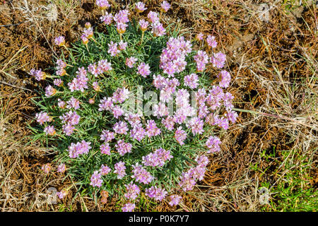 CULBIN BEACH MORAY SCOTLAND TUFT OF PINK SEA THRIFT FLOWERS ON SHORELINE Stock Photo