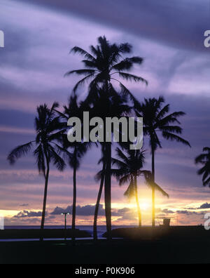 1993 HISTORICAL TALL PALM TREES ALA MOANA PARK HONOLULU OAHU HAWAII USA Stock Photo