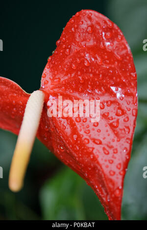flamingo flower after the rain - a close up of red leaf with its raindrops; Anthurium andraeanum, Anthurium, Anthurieae, Aronstabgewächs heart-shaped Stock Photo