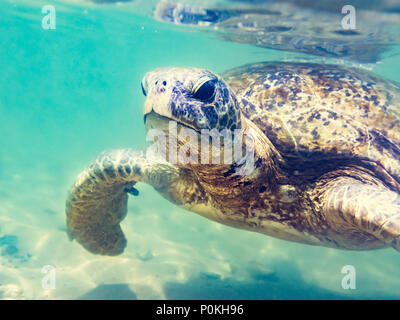 Turtle at Hikkaduwa beach. Sri Lanka Stock Photo