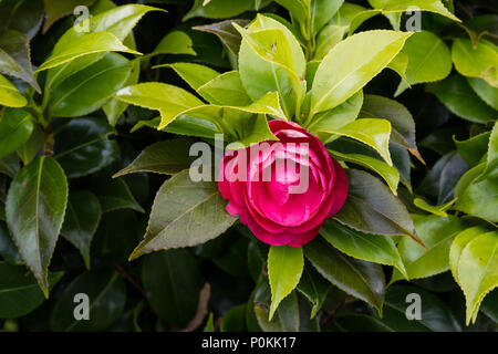 Full blossom of a red camellia flower on a bush with dark green a fresh new light grean leaves. Stock Photo