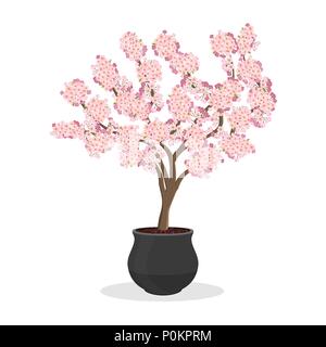 Growing cherries in a container. Small Cherry tree in bloom. Dwarf fruit tree growing in the flower pot. Japanese sakura blooming. Isolated on white.  Stock Vector