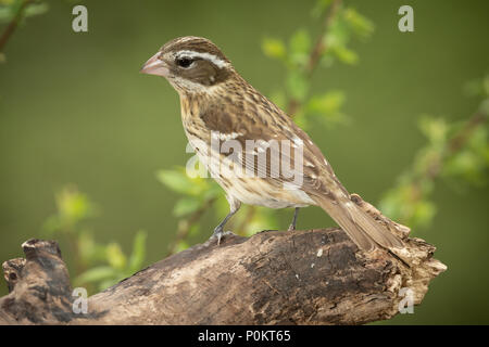 Rose-breasted Grosbeak Pheucticus ludovicianus female. Stock Photo