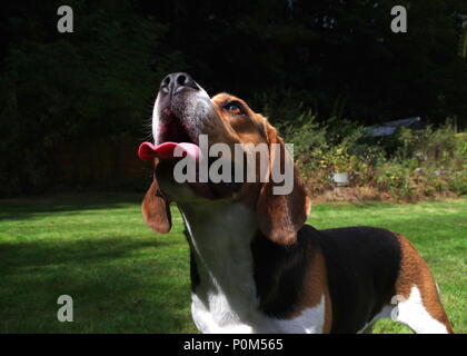 Beagle in garden Stock Photo