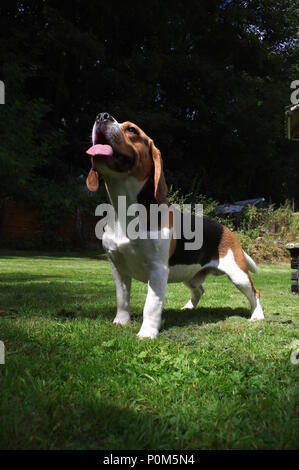 Beagle in garden Stock Photo