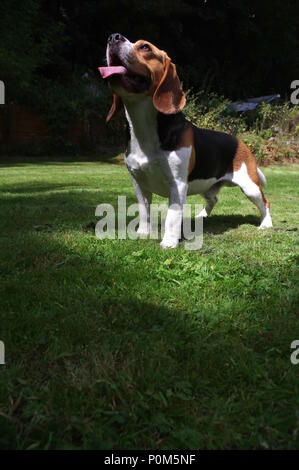 Beagle in garden Stock Photo