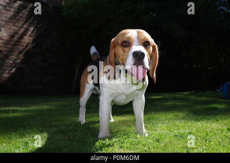 Beagle in garden Stock Photo