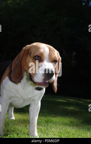 Beagle in garden Stock Photo