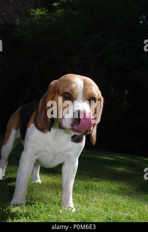 Beagle in garden Stock Photo