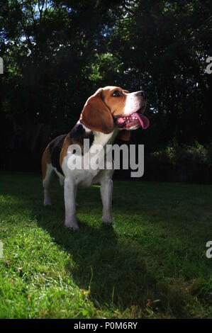 Beagle in garden Stock Photo