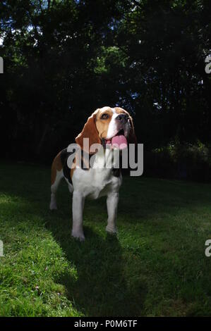 Beagle in garden Stock Photo