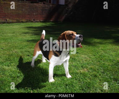 Beagle in garden Stock Photo