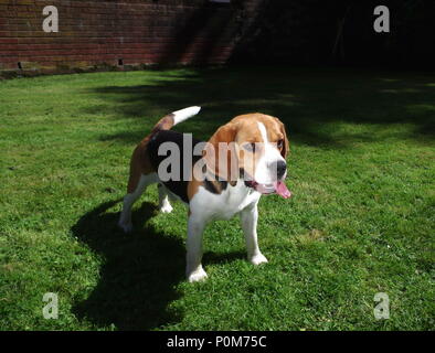 Beagle in garden Stock Photo