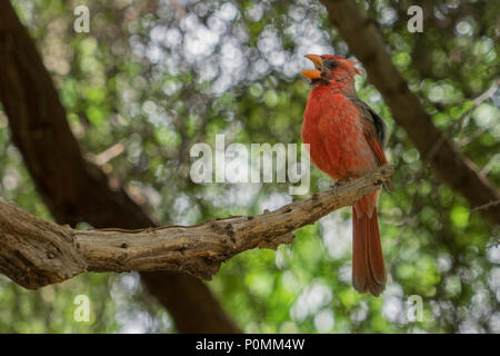 Desert cardinal singing outdoors Stock Photo