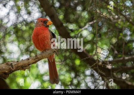 Male Desert red cardinal Stock Photo