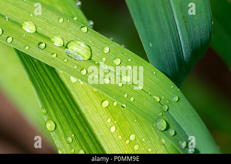 Closeup image of water droplets on long green leaves Stock Photo