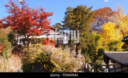 Different shades of autumn trees captured in one image Stock Photo