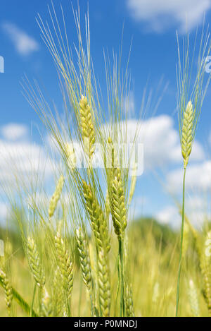 Unripe ears of rye in the field on a background of blue sky with clouds Stock Photo