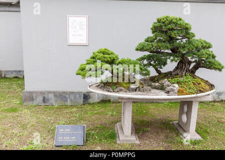 Yangzhou, Jiangsu, China.  Bonsai Tree, Bonsai Garden, Slender West Lake Park. Stock Photo