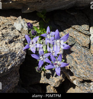 Alpine flower campanula cenisia (Mont Cenis Bellflower),  Aosta valley Italy. Photo taken at an altitude of 2800 meters. Stock Photo