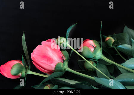 Beautiful pink flowers and buds of peonies surrounded by green leaves on a black background. Stock Photo