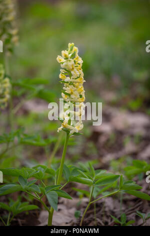 flowers of spring fumewort, Corydalis marschalliana Stock Photo