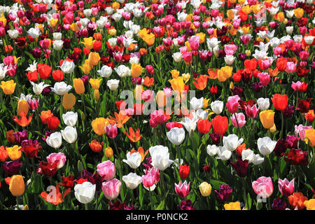many colorful tulips in one area Stock Photo