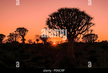 Bright red sky as sun bursts over horizon behind silhouettes of Quiver Tree Forest in Namibia. Stock Photo