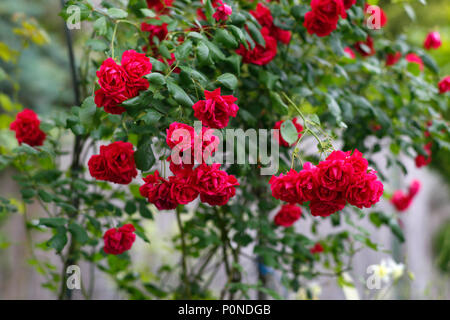Climbing red rose bush. Stock Photo