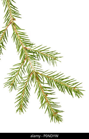 Spruce (Picea abies) branch and needles isolated on white background. Stock Photo