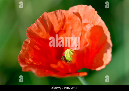 Long-headed Poppy (papaver dubium), close up of a solitary flower in warm autumn sunlight. Stock Photo