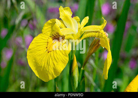 Yellow Iris (iris pseudacorus), also know as Yellow Flag, close up of a single flower with bud. Stock Photo