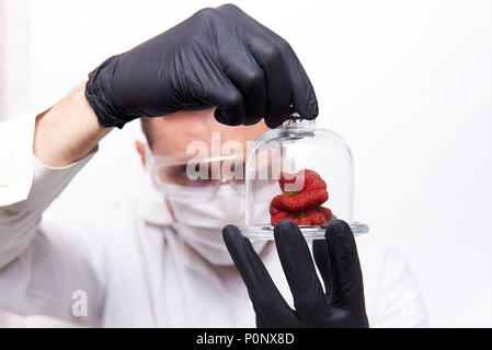 A strawberry of a strange shape under a glass cap in the hands of a scientist wearing protective goggles, a mask and black gloves isolated on a white  Stock Photo