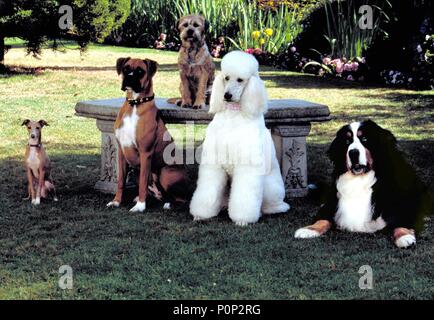 Original Film Title: GOOD BOY!.  English Title: GOOD BOY!.  Film Director: JOHN ROBERT HOFFMAN.  Year: 2003. Credit: METRO GOLDWYN MAYER / HELCERMANAS-BENGE, CHRIS / Album Stock Photo